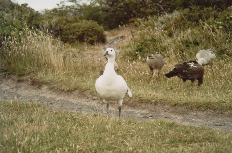 Torres_del_Peine_03_03
