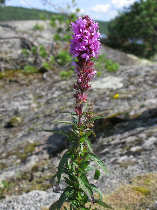 finnland_23